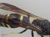 Ancistrocerus sp.